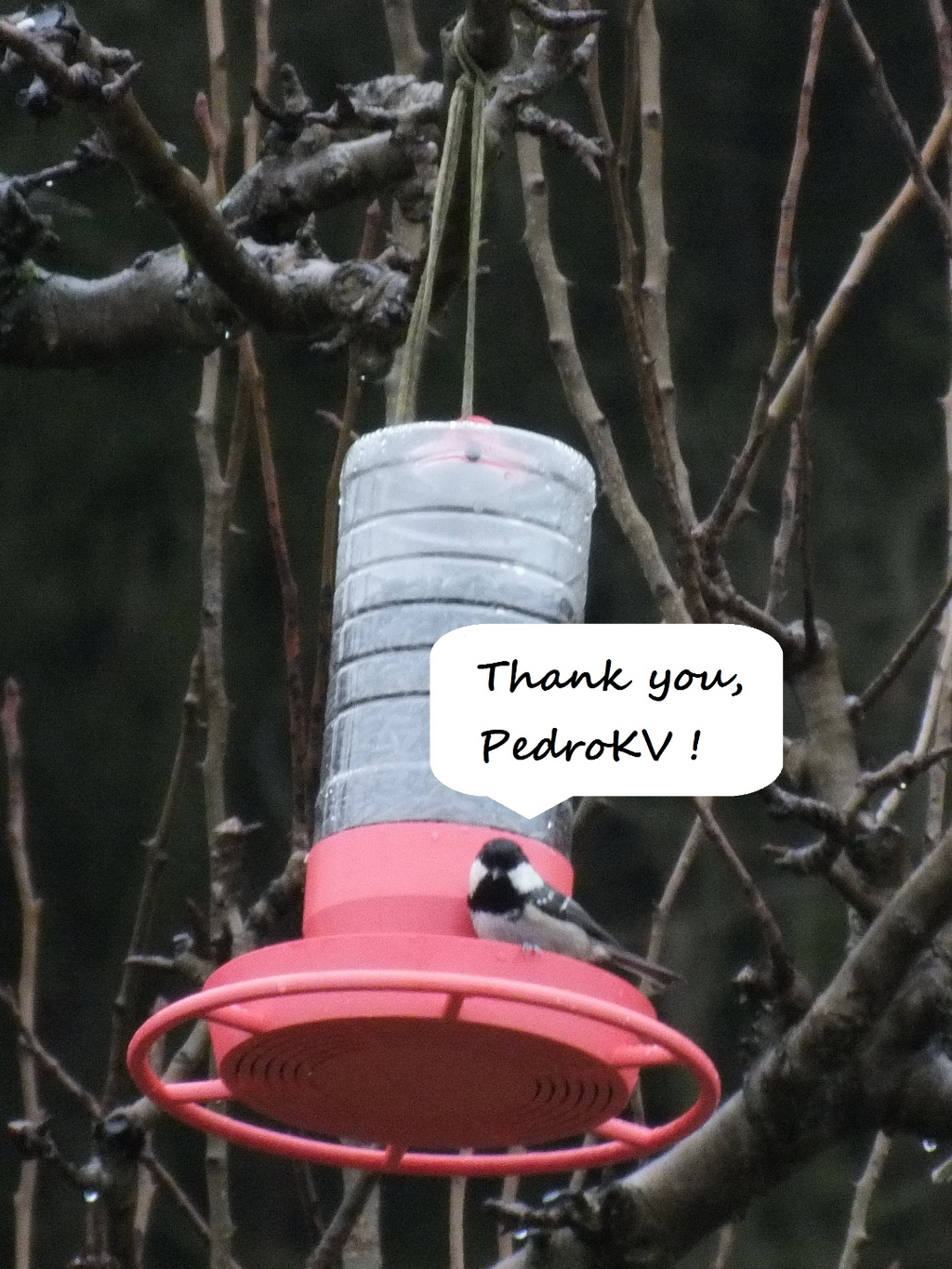 Bird feeder made from a granulated tea bottle
