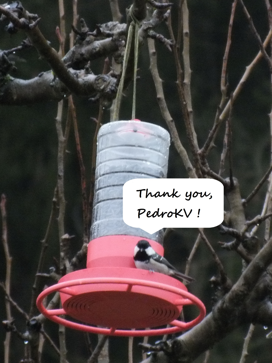 Bird feeder made from a granulated tea bottle