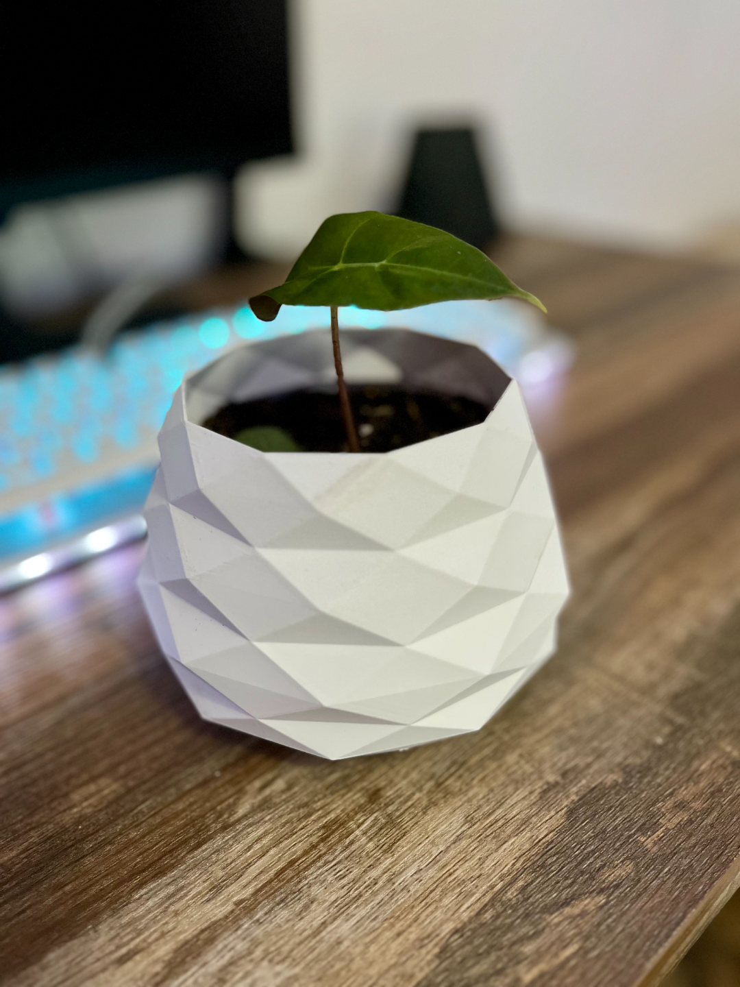 Small low poly pot
