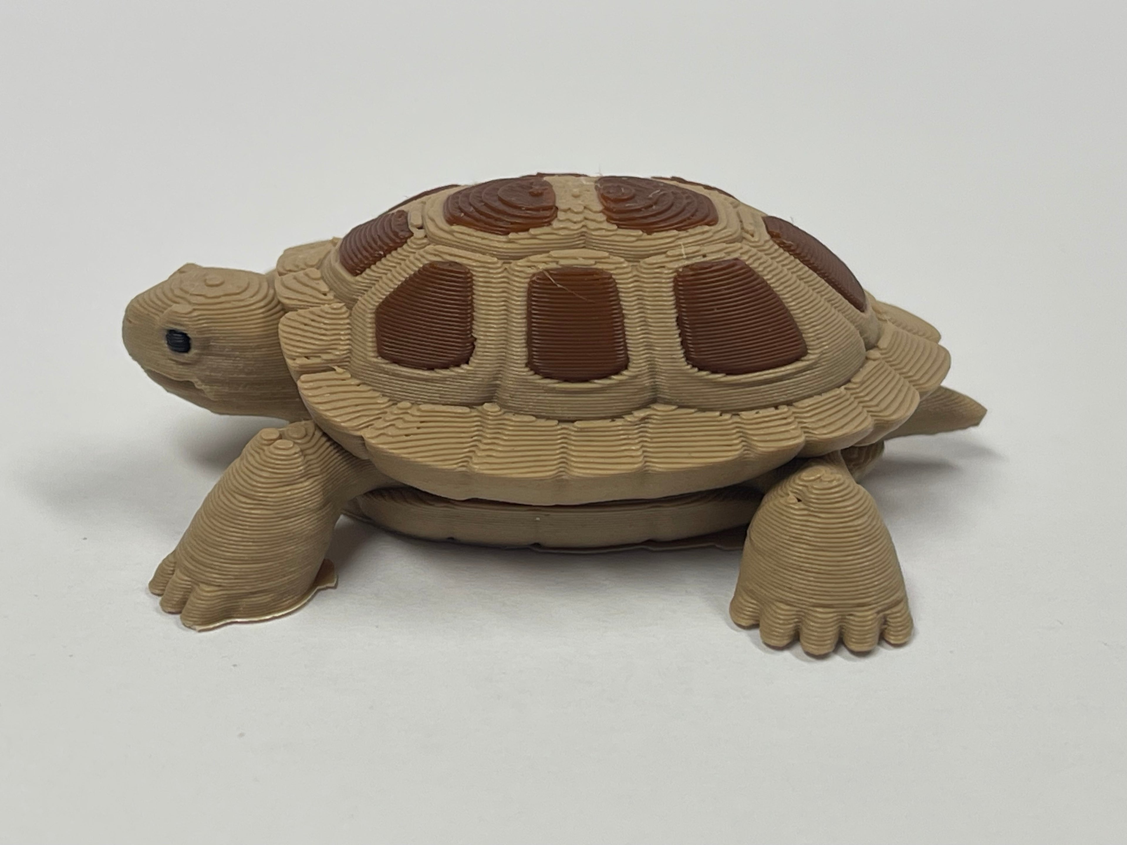 Fun Little Turtle