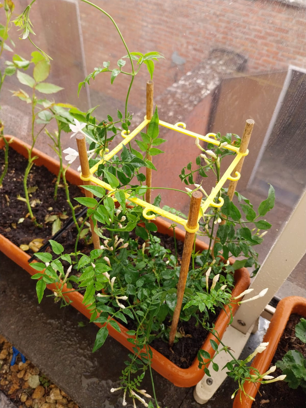 climbing plant