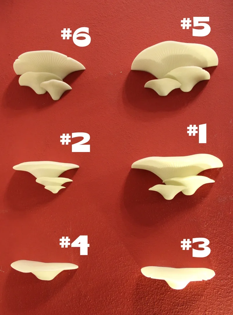 Oyster shelves print in place with cleats
