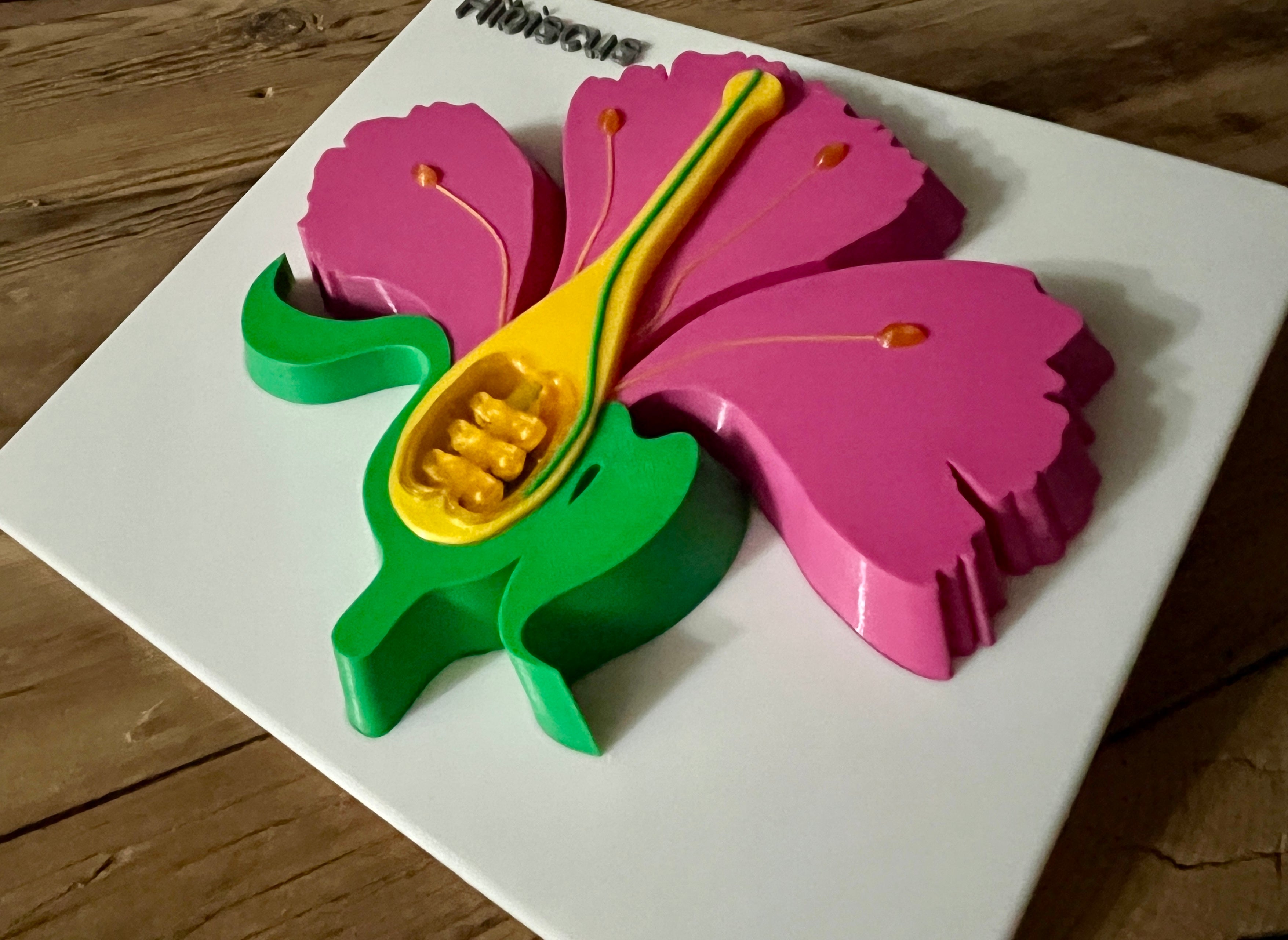 Hibiscus Flower Anatomy