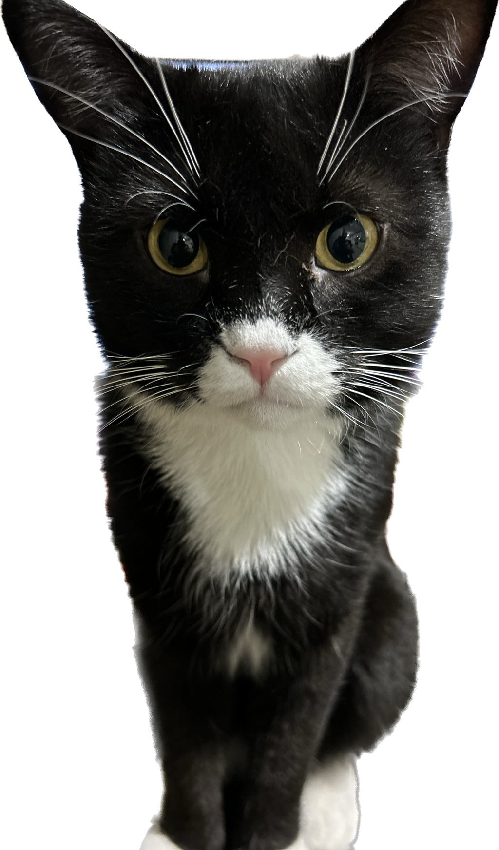 The Sitting Cat