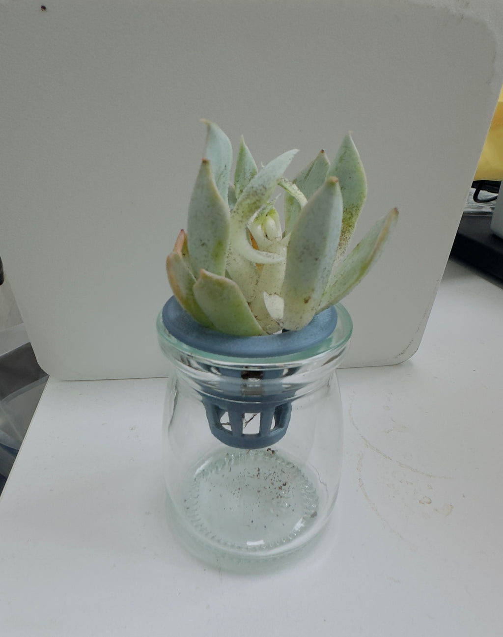 怡宝4.5L矿泉水瓶水培盆含水培篮