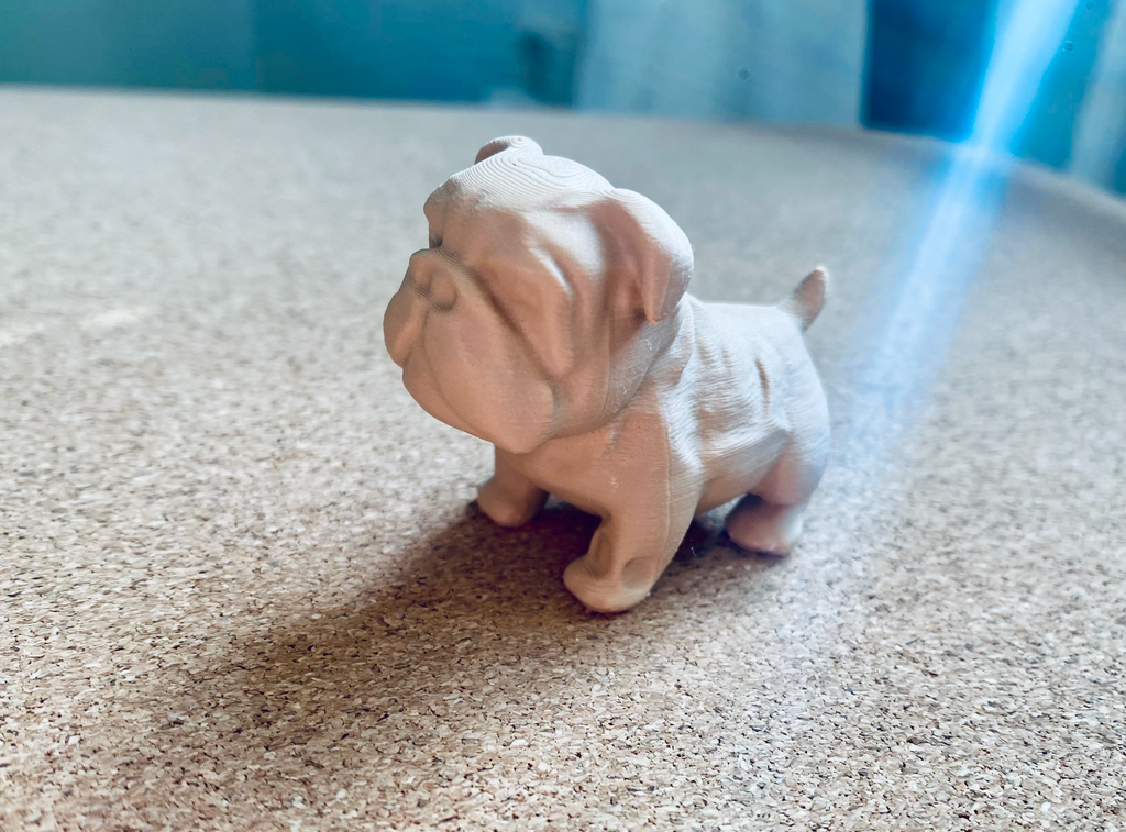 Chubby Bulldog Puppy