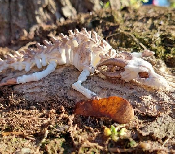 Wingless articulated skeleton dragon