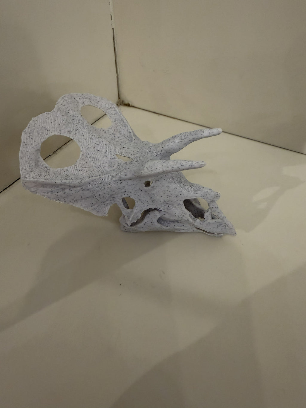 Torosaurus Skull
