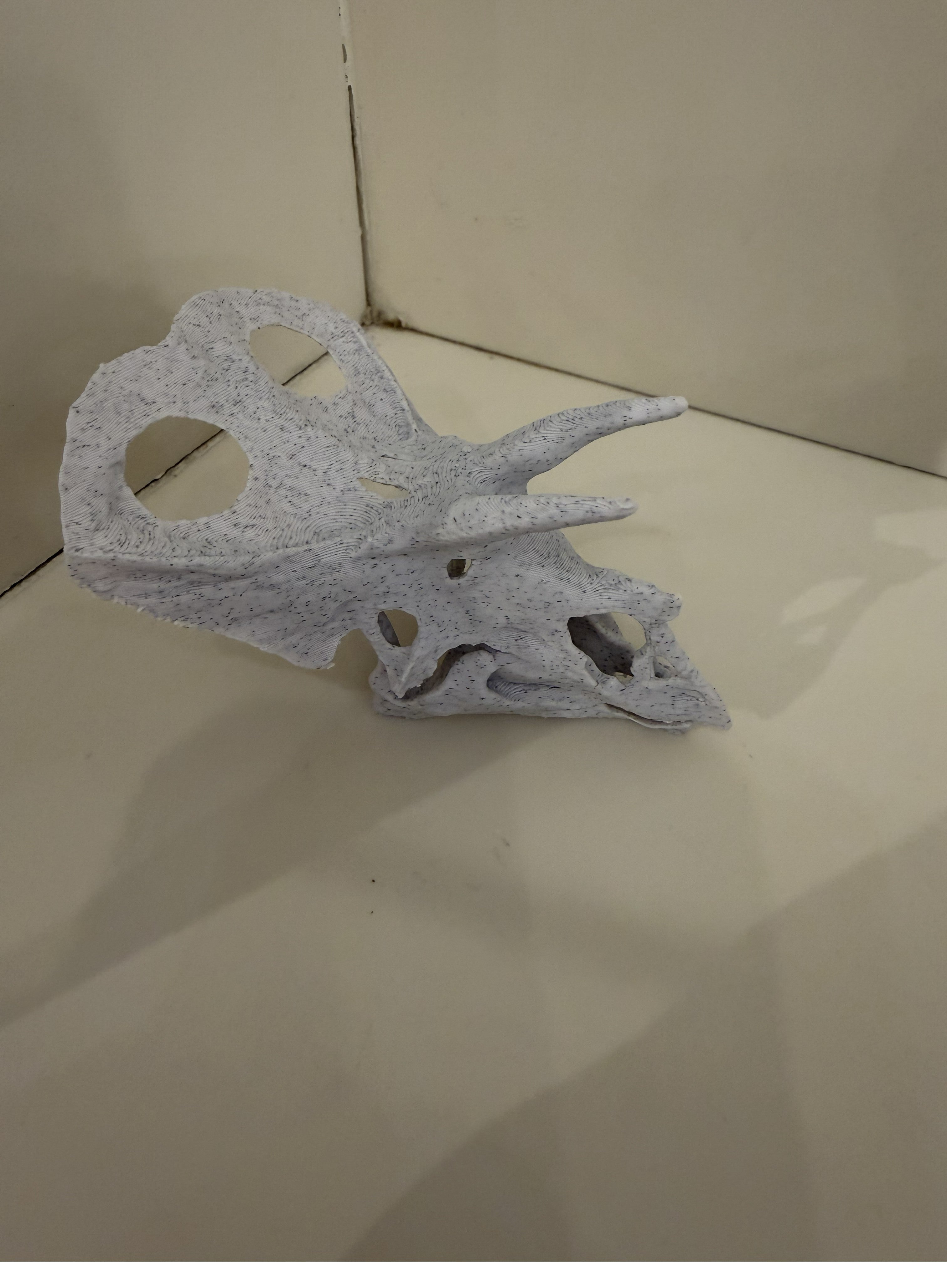 Torosaurus Skull