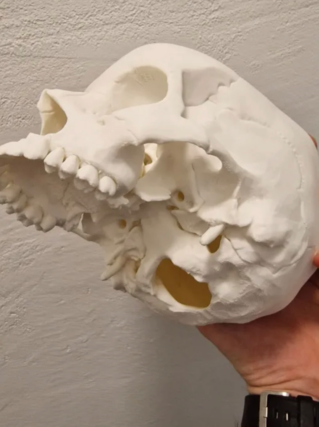 Human Skull, Anatomically Correct