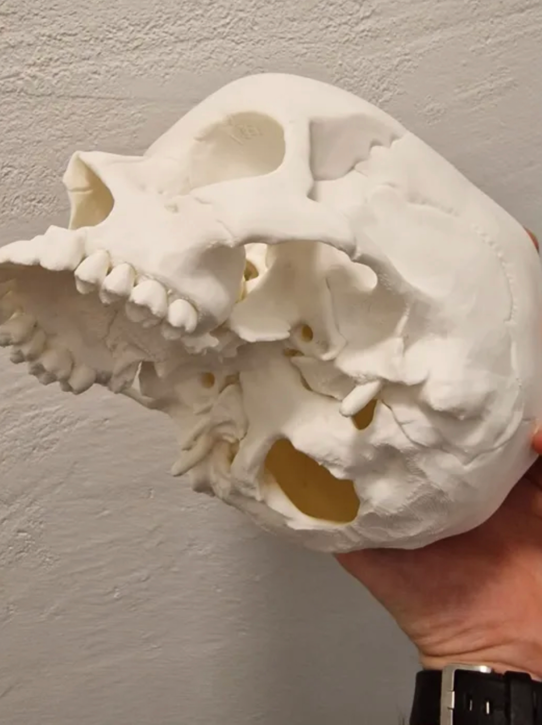 Human Skull, Anatomically Correct