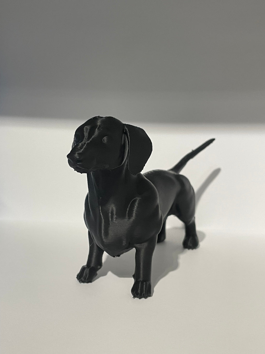 Miniature Dachshund Dog