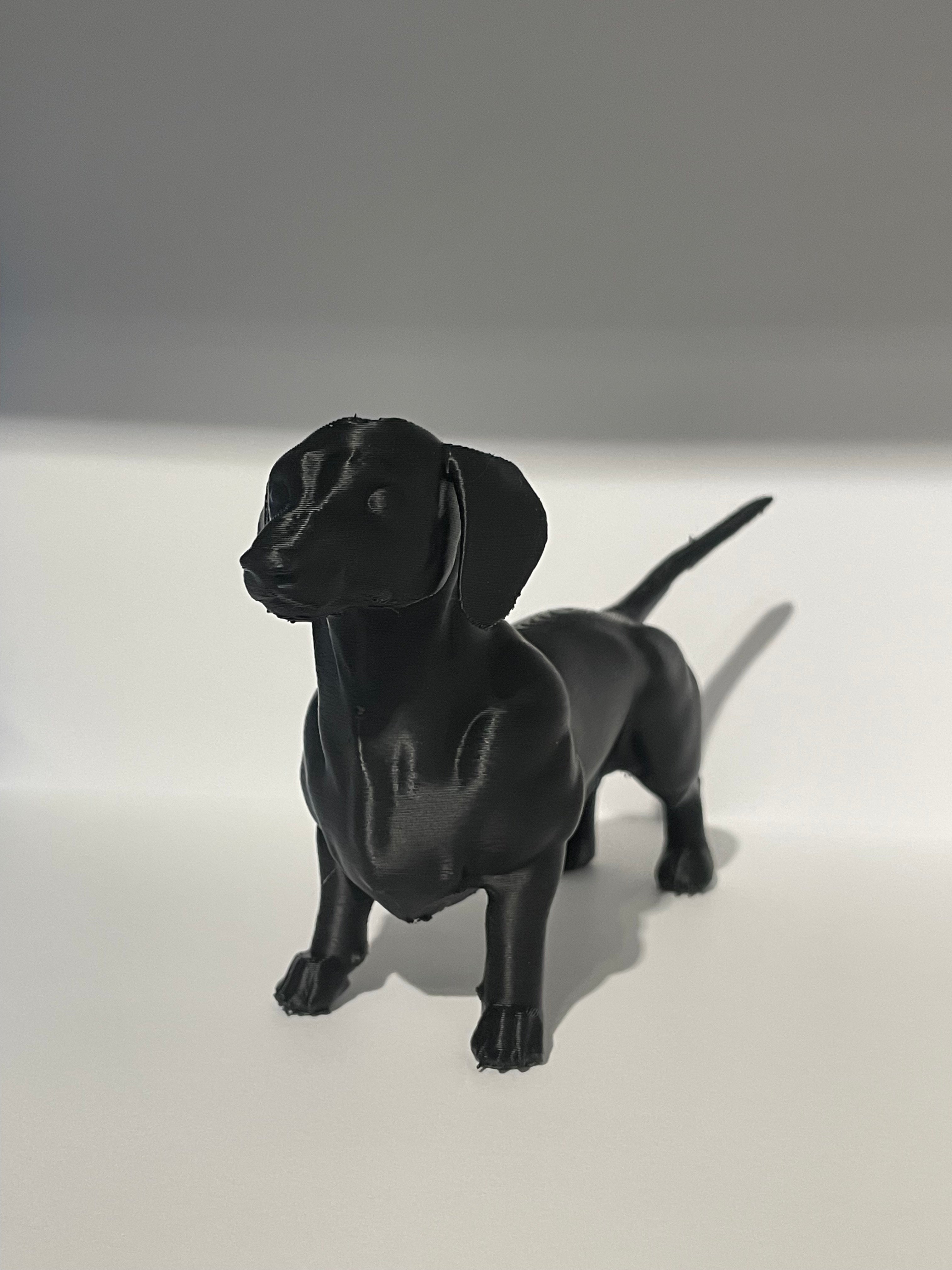 Miniature Dachshund Dog