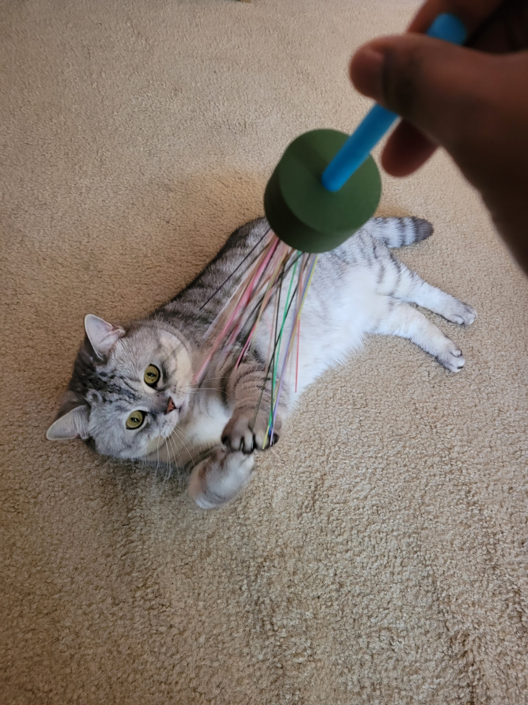 Poop Line Cat Toy