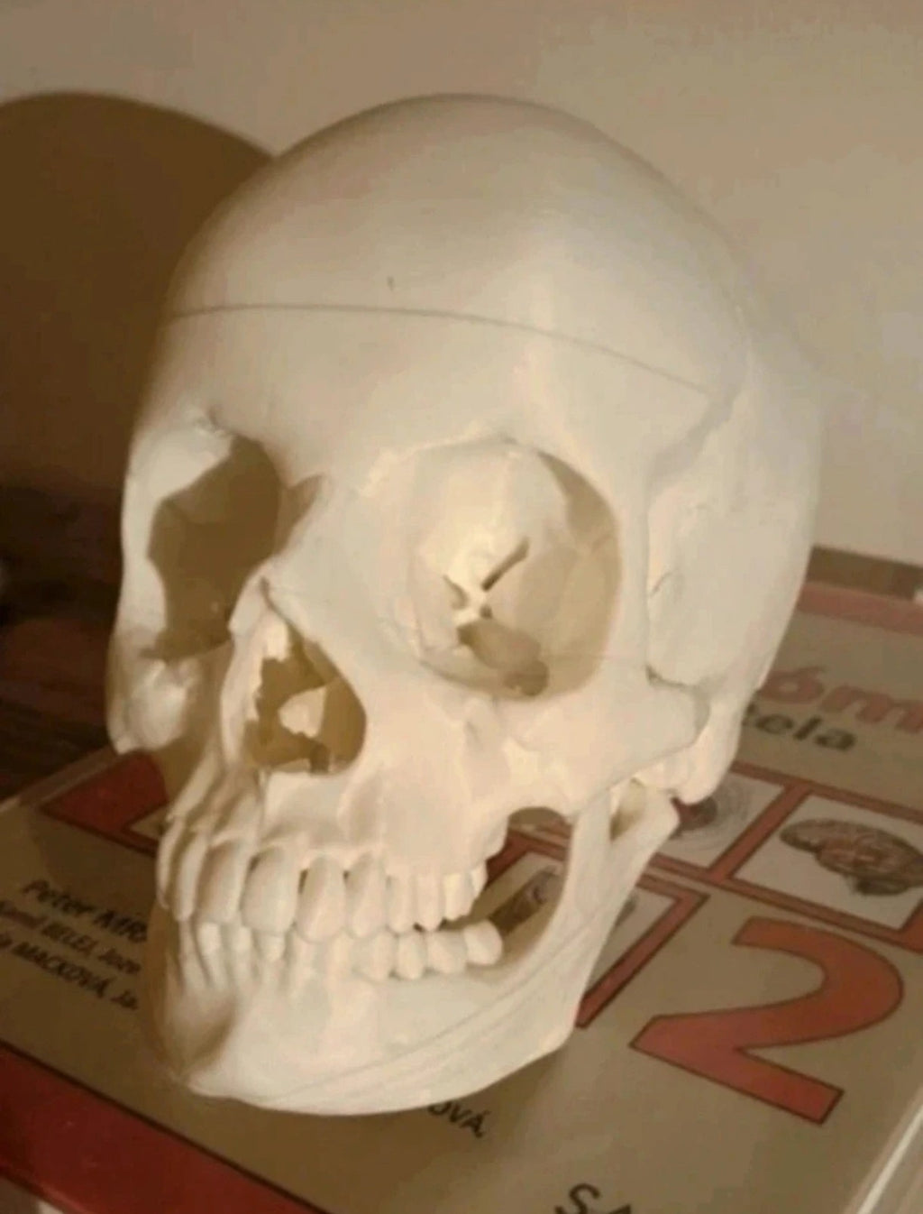 Human skull, anatomically correct