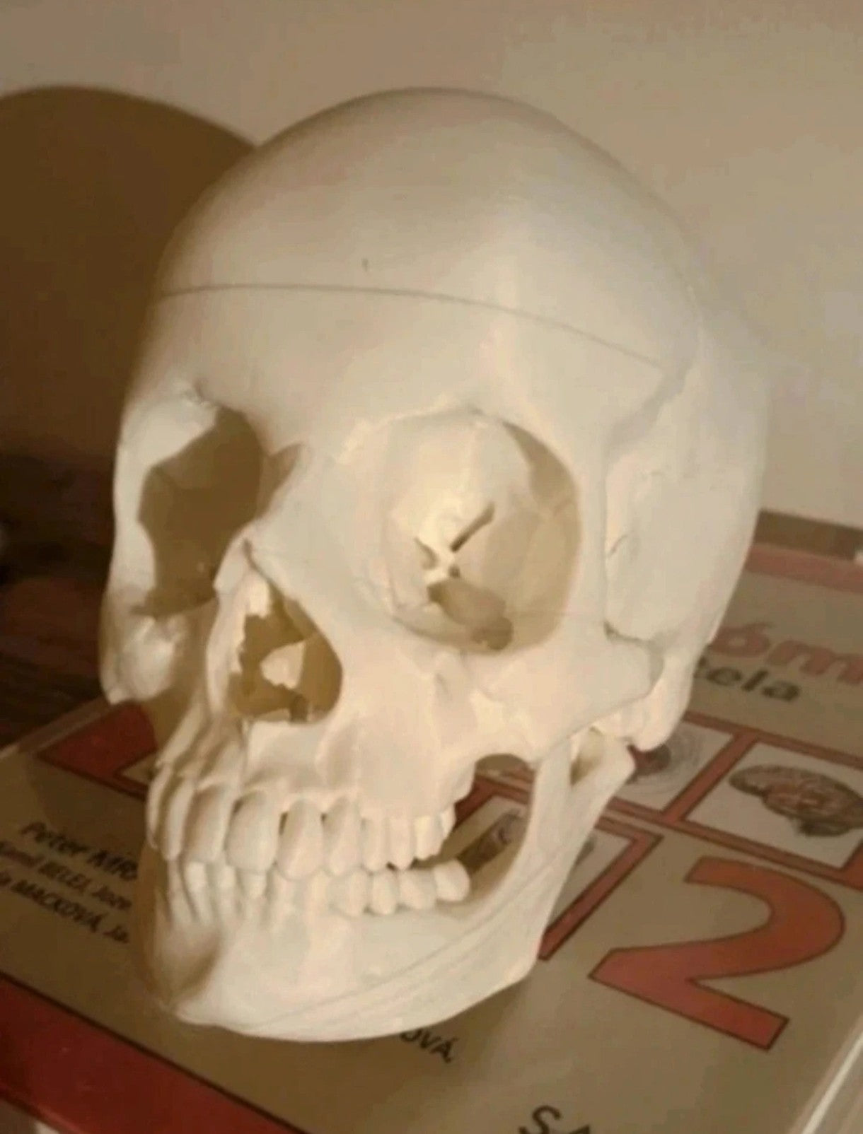 Human skull, anatomically correct