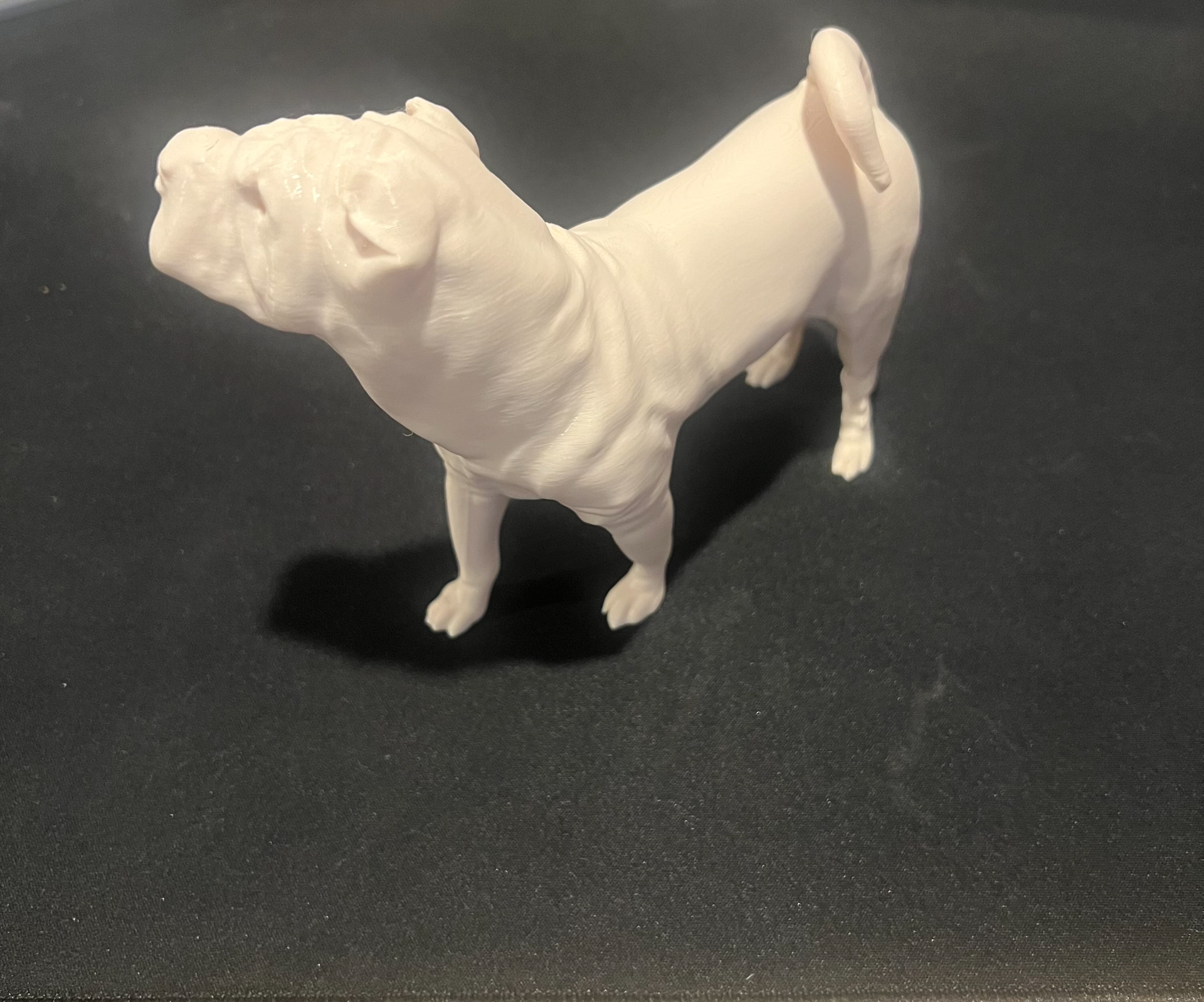 Shar Pei Dog
