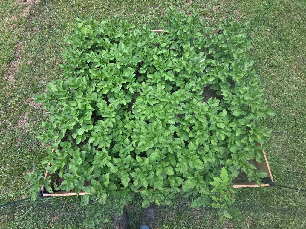 Budget Raised Bed Bracket System