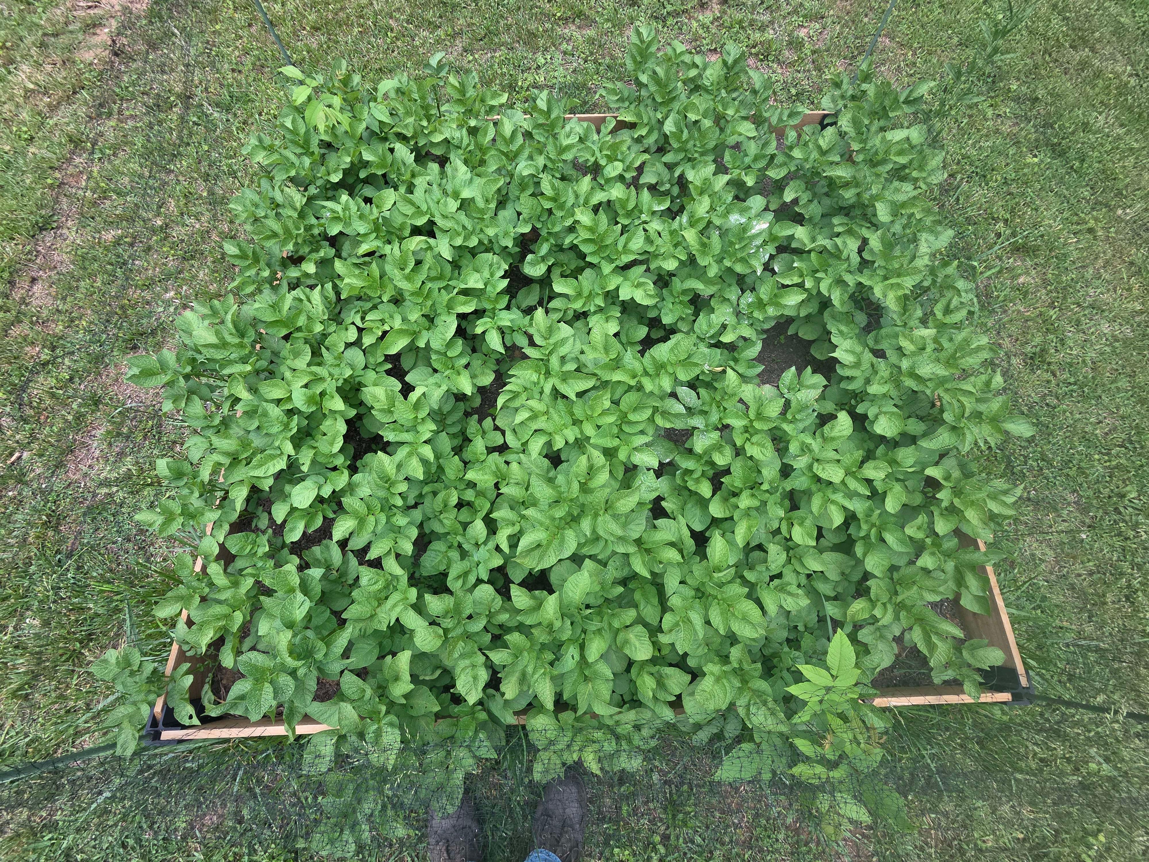 Budget Raised Bed Bracket System