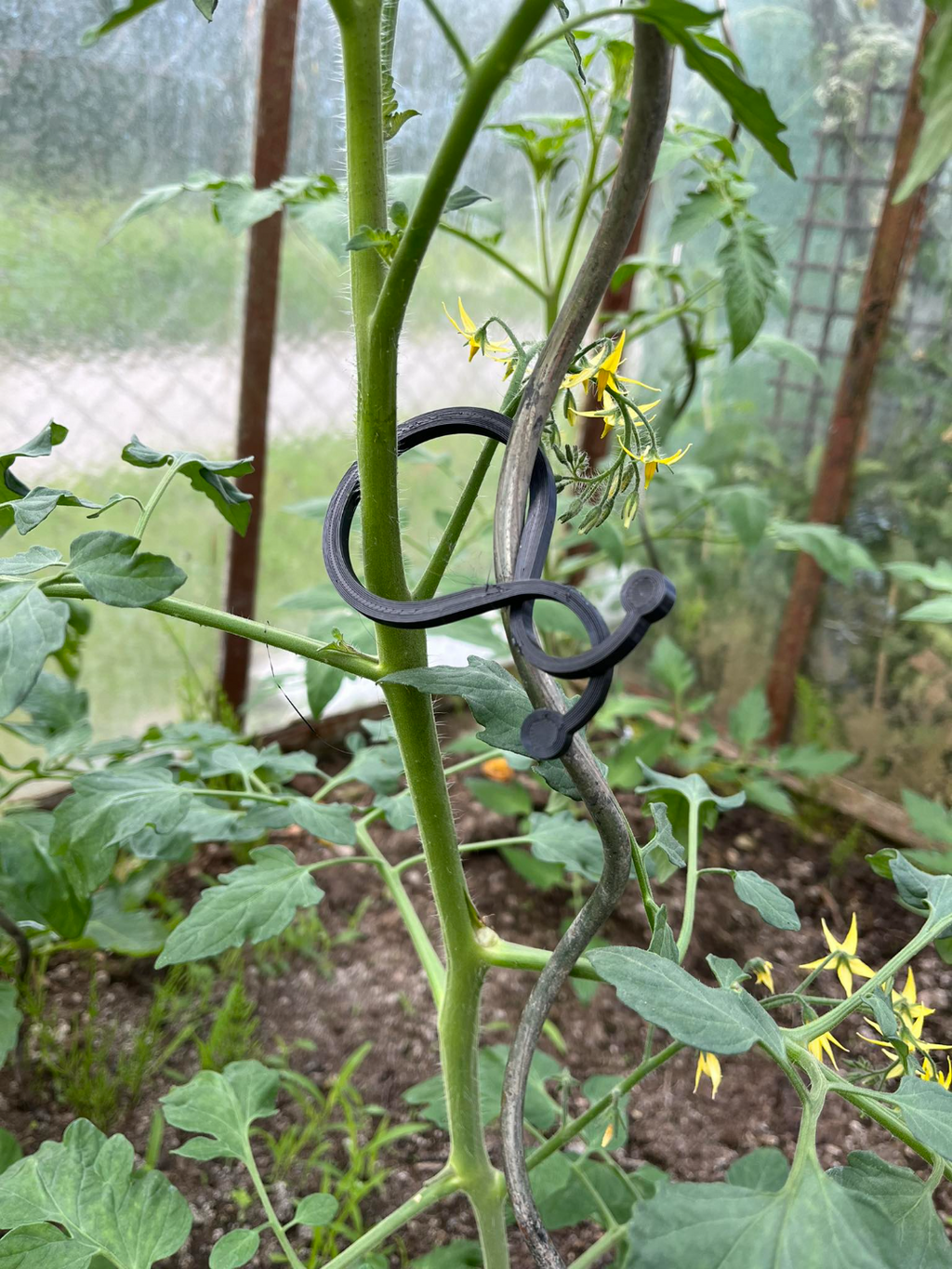 Clips for other vegetables in the greenhouse