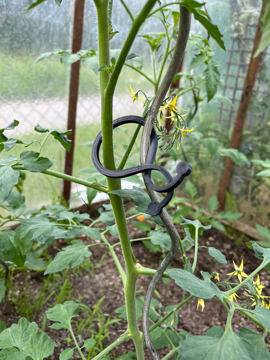 Clips for other vegetables in the greenhouse