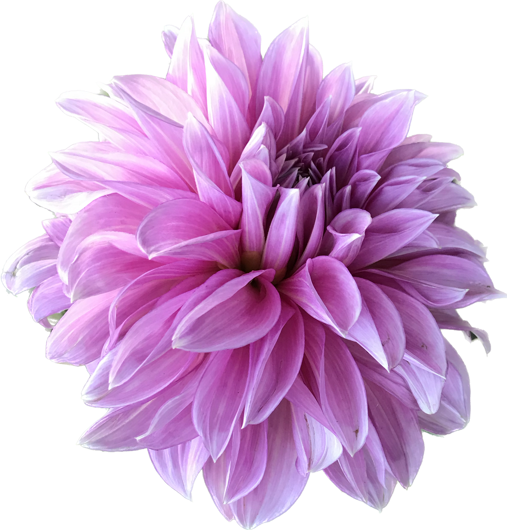 Dahlia - HueForge