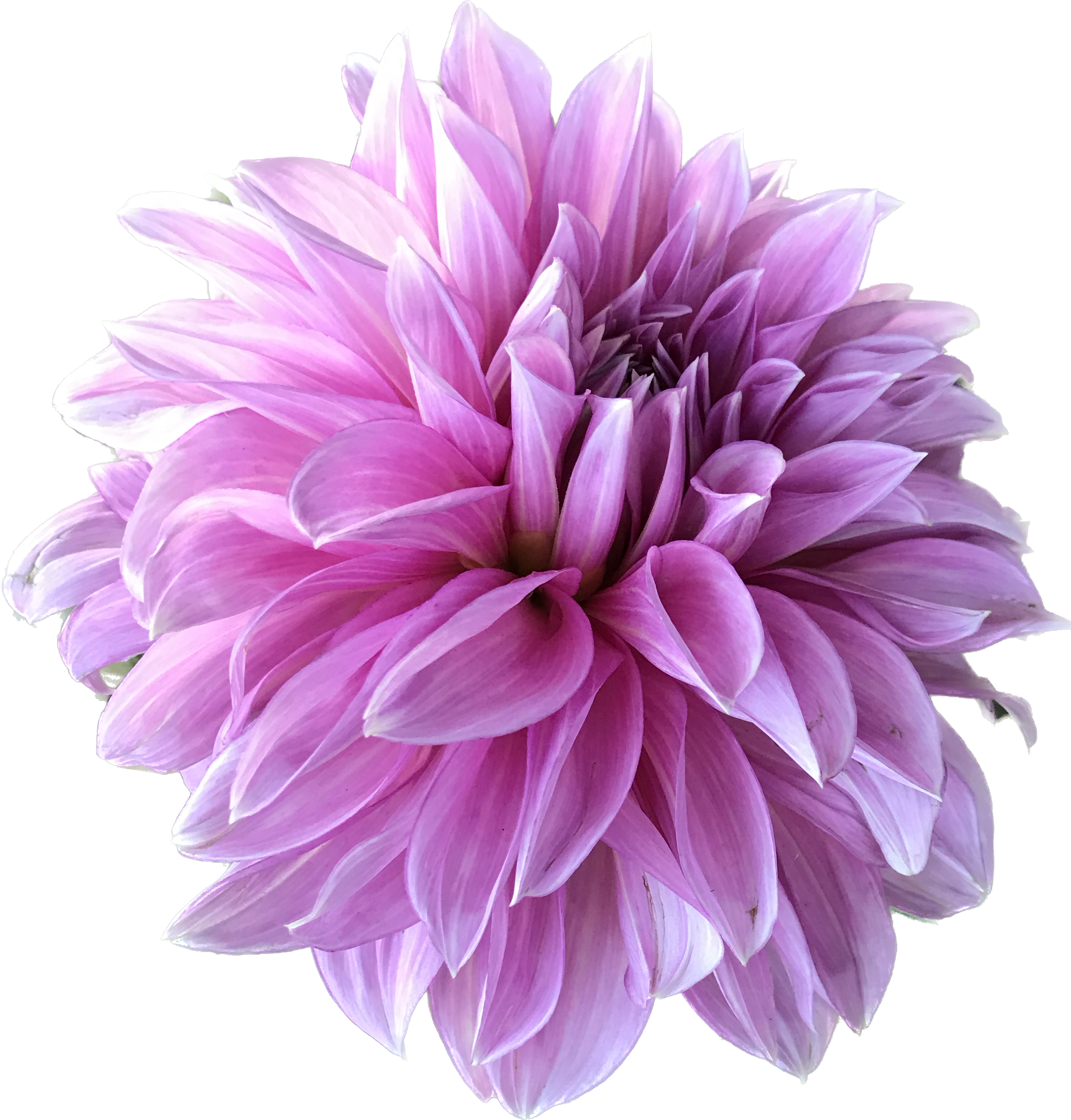 Dahlia - HueForge