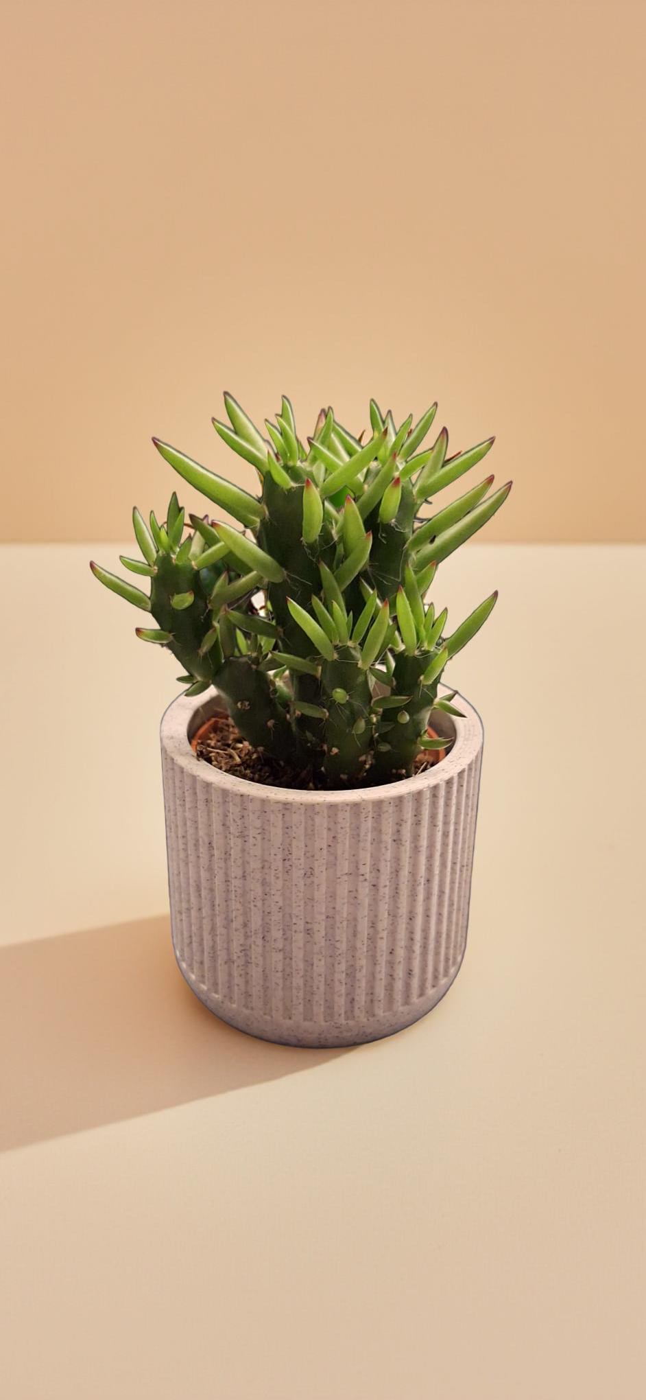 ribbed succulent planter