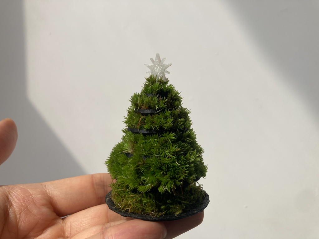 圣诞树 青松 Relax tree chistmmas tree