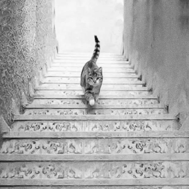 Cat on Stairs Illusion Lithophane