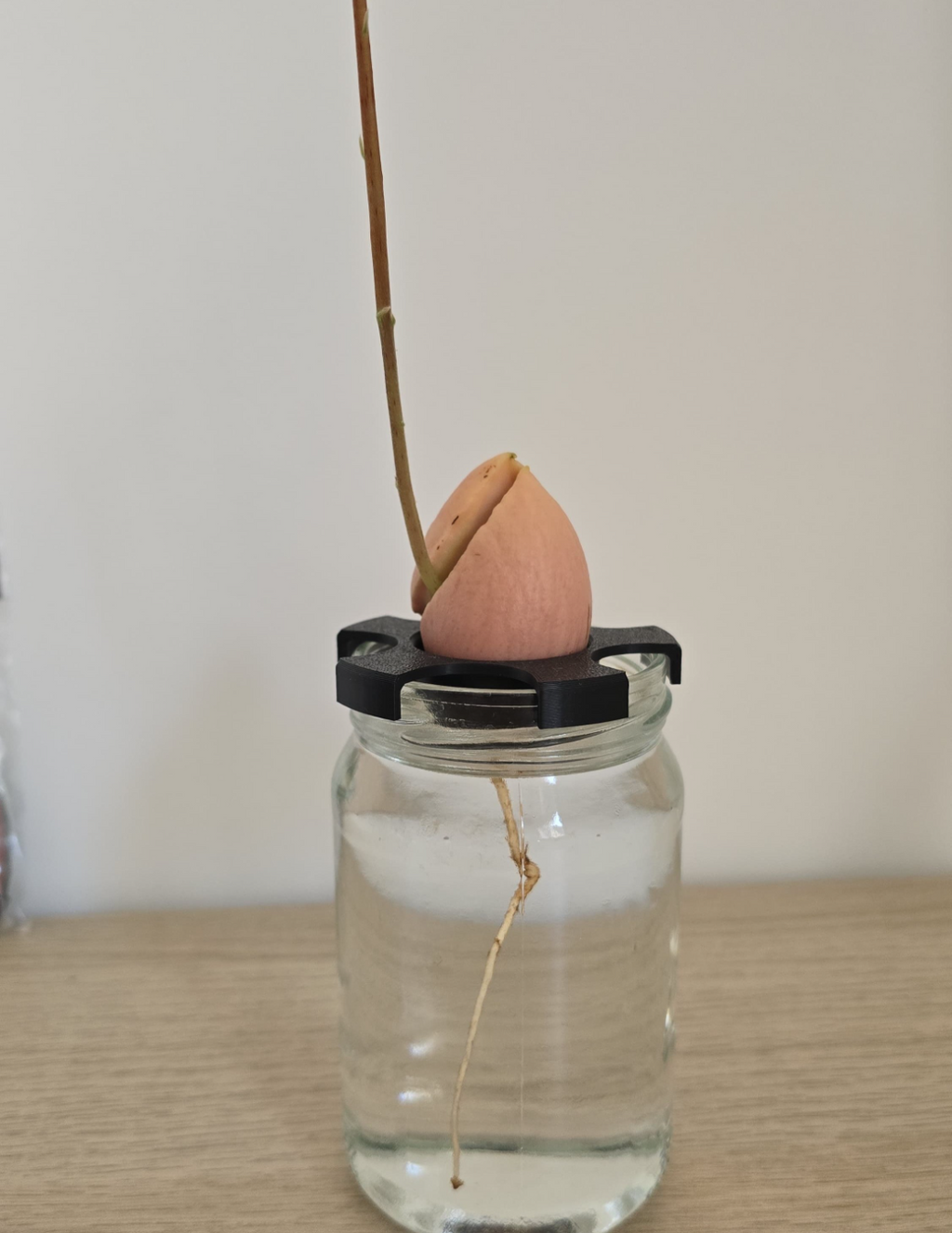 Avocado Seed Germinating Holder
