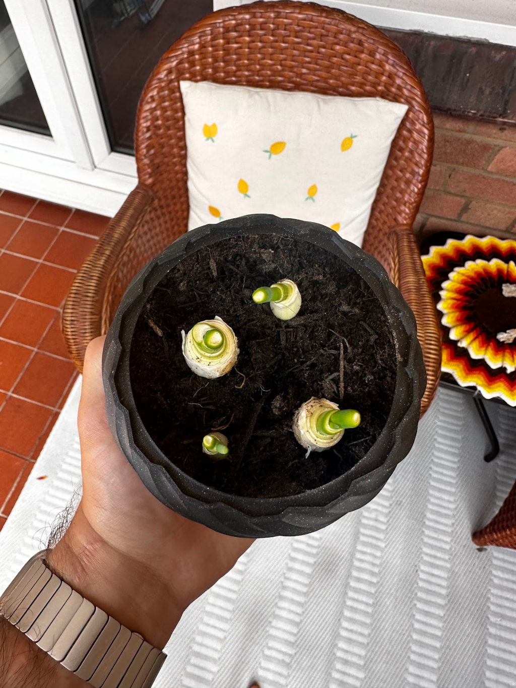 My Twisted Plant Pot