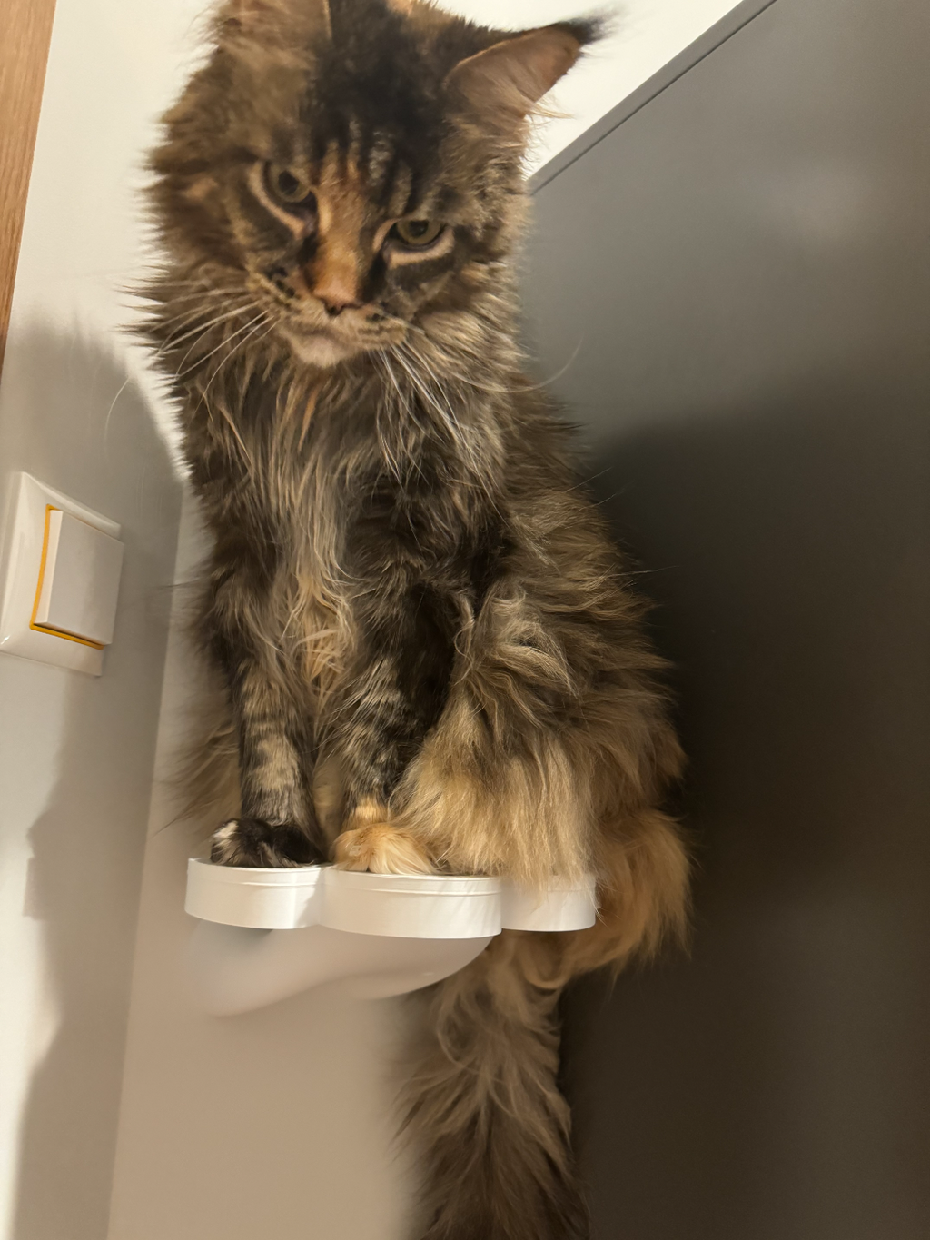 Cat paw shaped shelf
