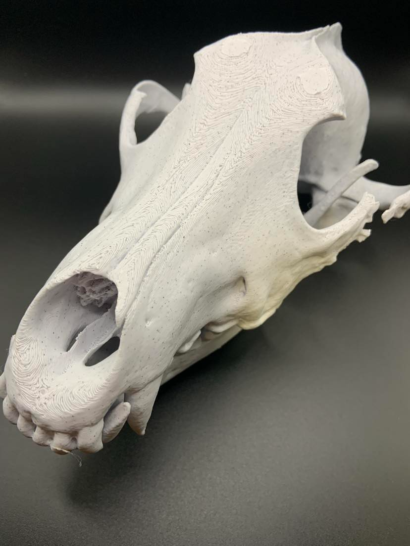 Wolf Skull