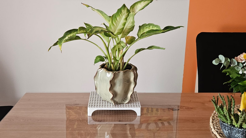 Lattice holder for soap or plants