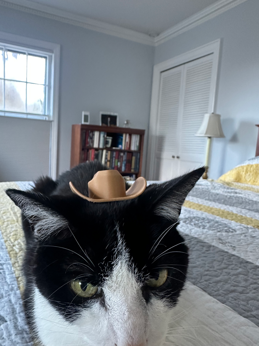 cowboy hat for your cat