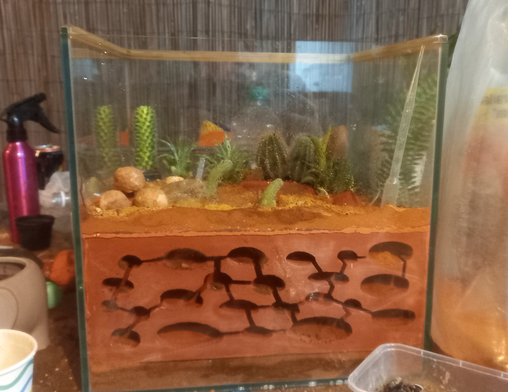 Ant Farm - Formicarium Insert