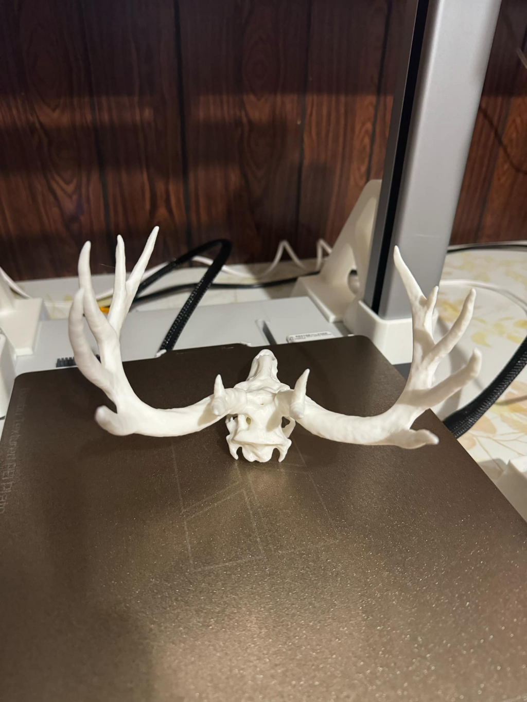 whitetail deer skull