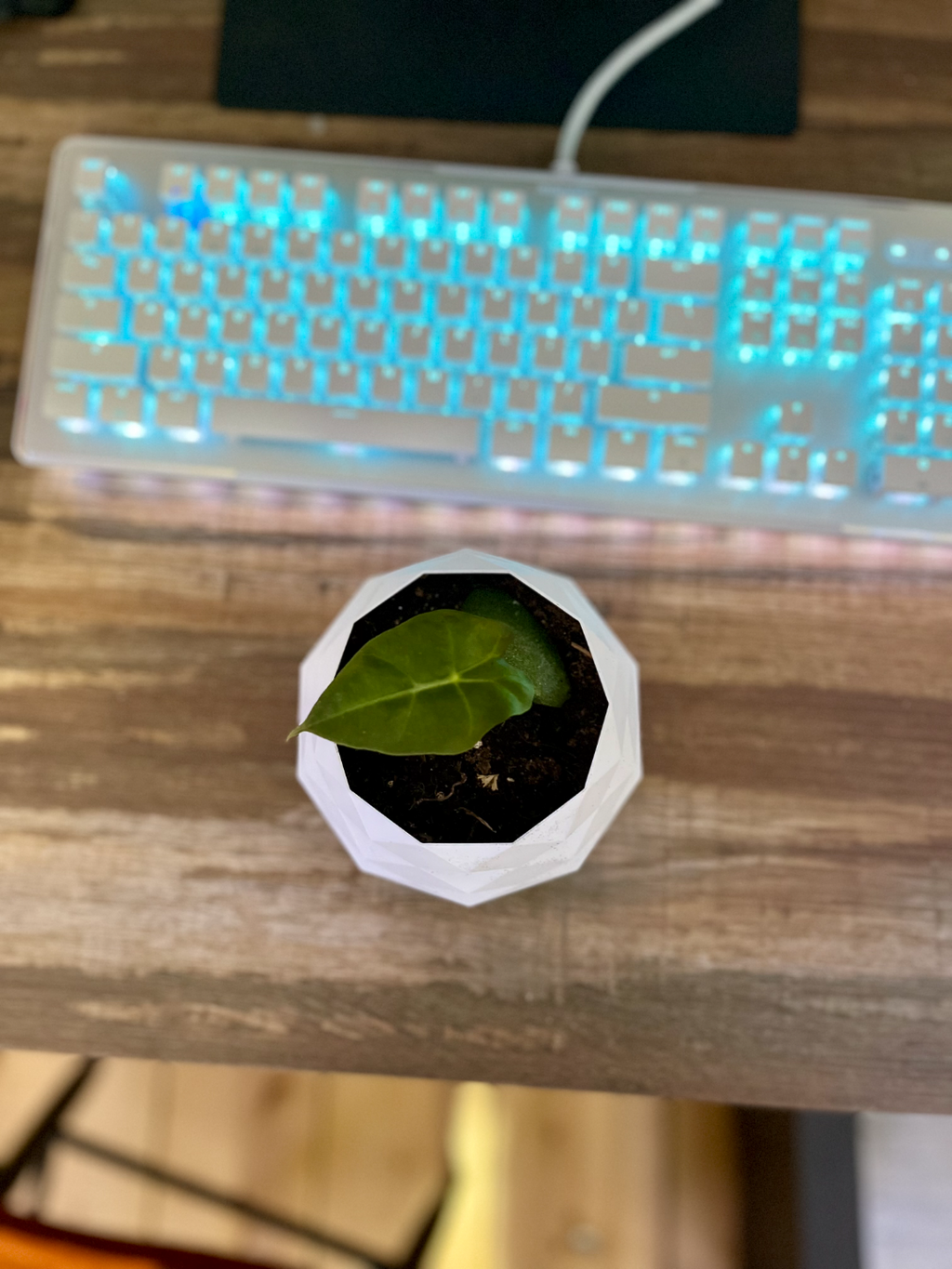 Small low poly pot