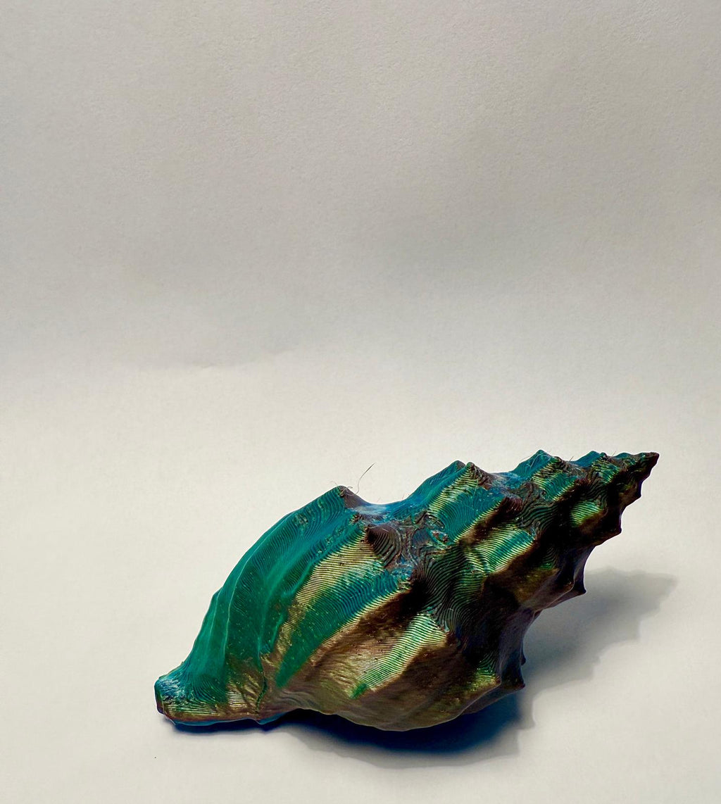 Sea Shell - Cancellaria cooperi - 3D Scan