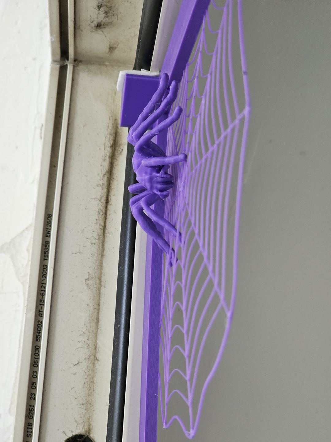 Spider in web