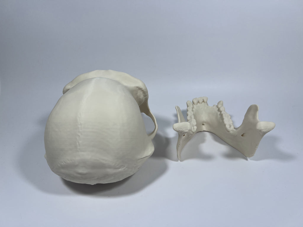 Adult Female Chimpanzee Cranium and Mandible