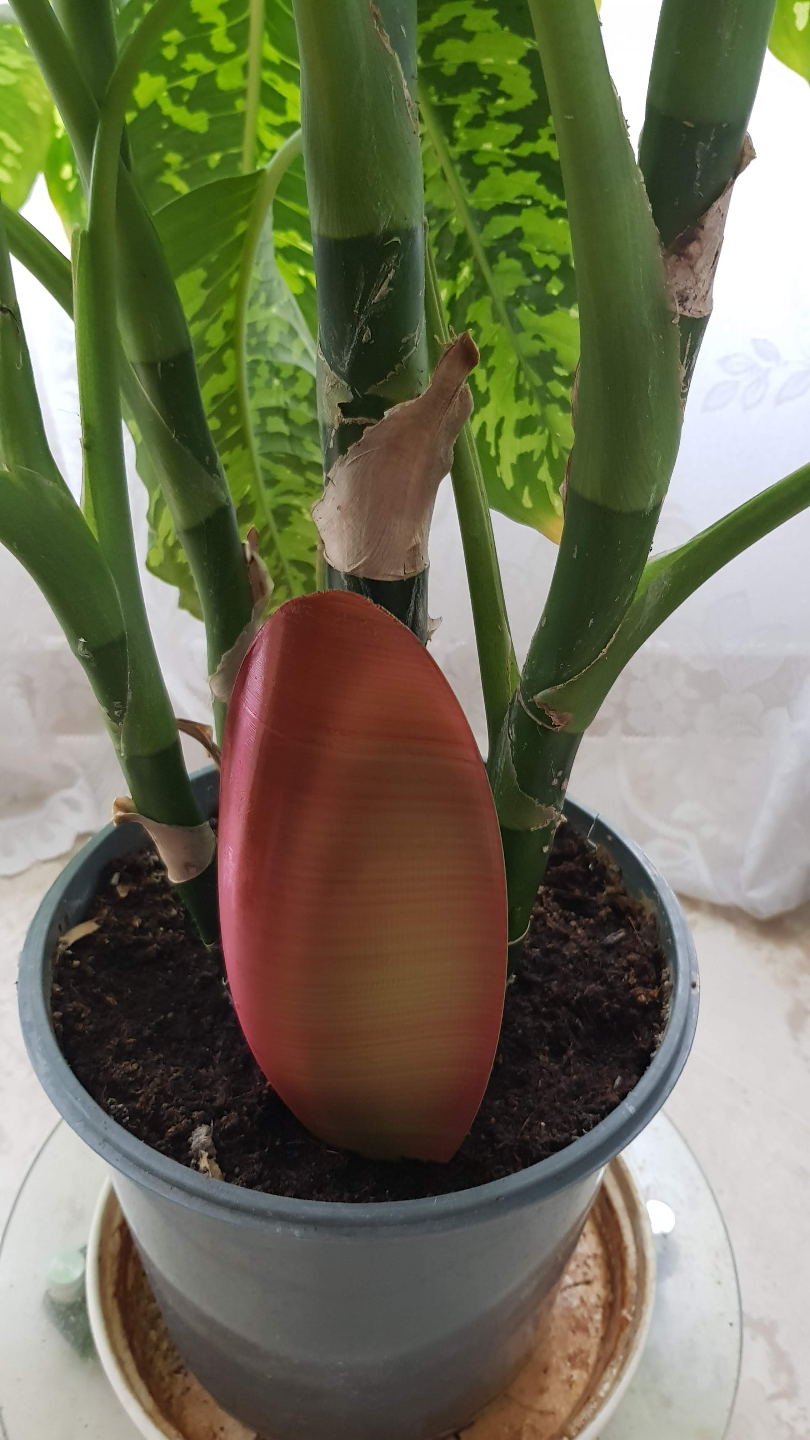 Alien seed - watering can