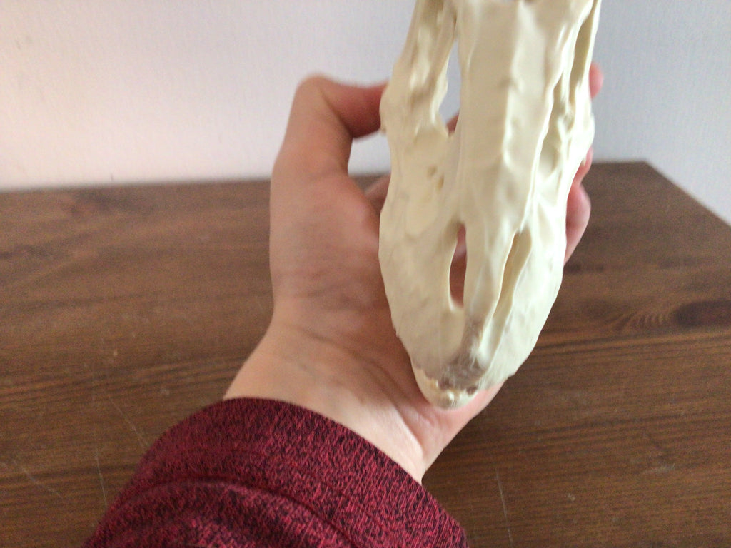 Albertasaurus skull