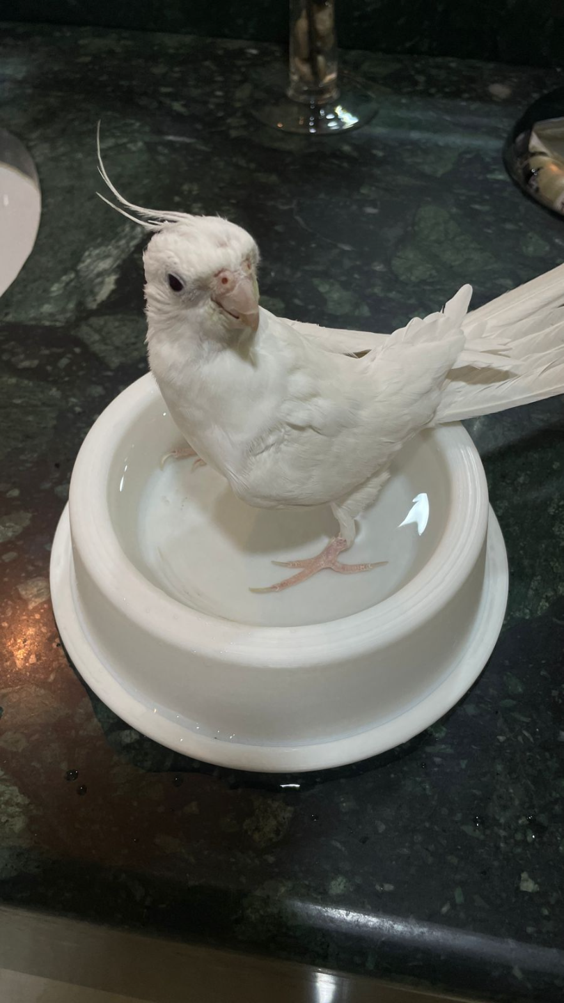 Pet Splash N' Snack Bowl