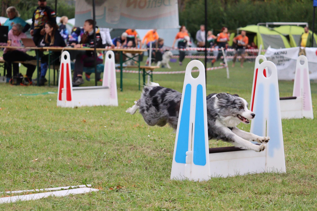 Flyball Obstacle
