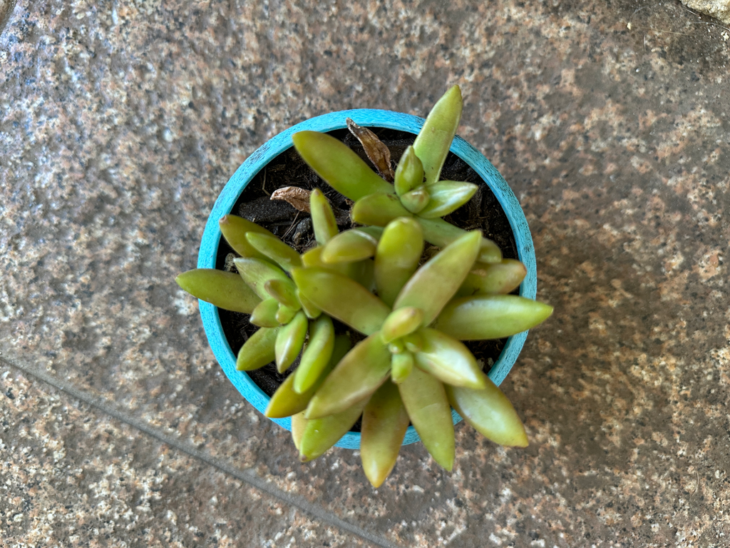 Plant pot / Succulent Container / Planter