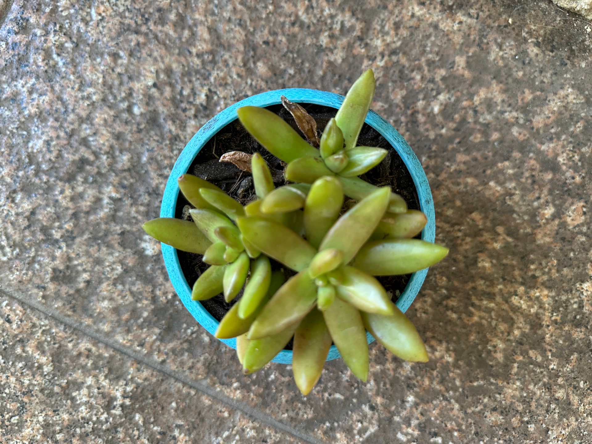Plant pot / Succulent Container / Planter