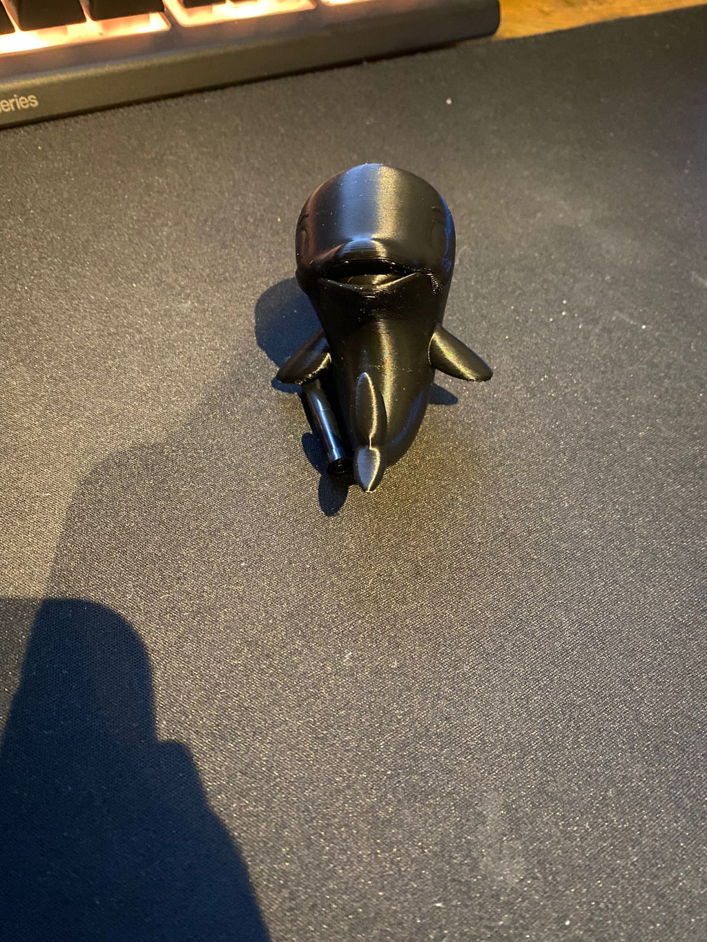 cute dolphin