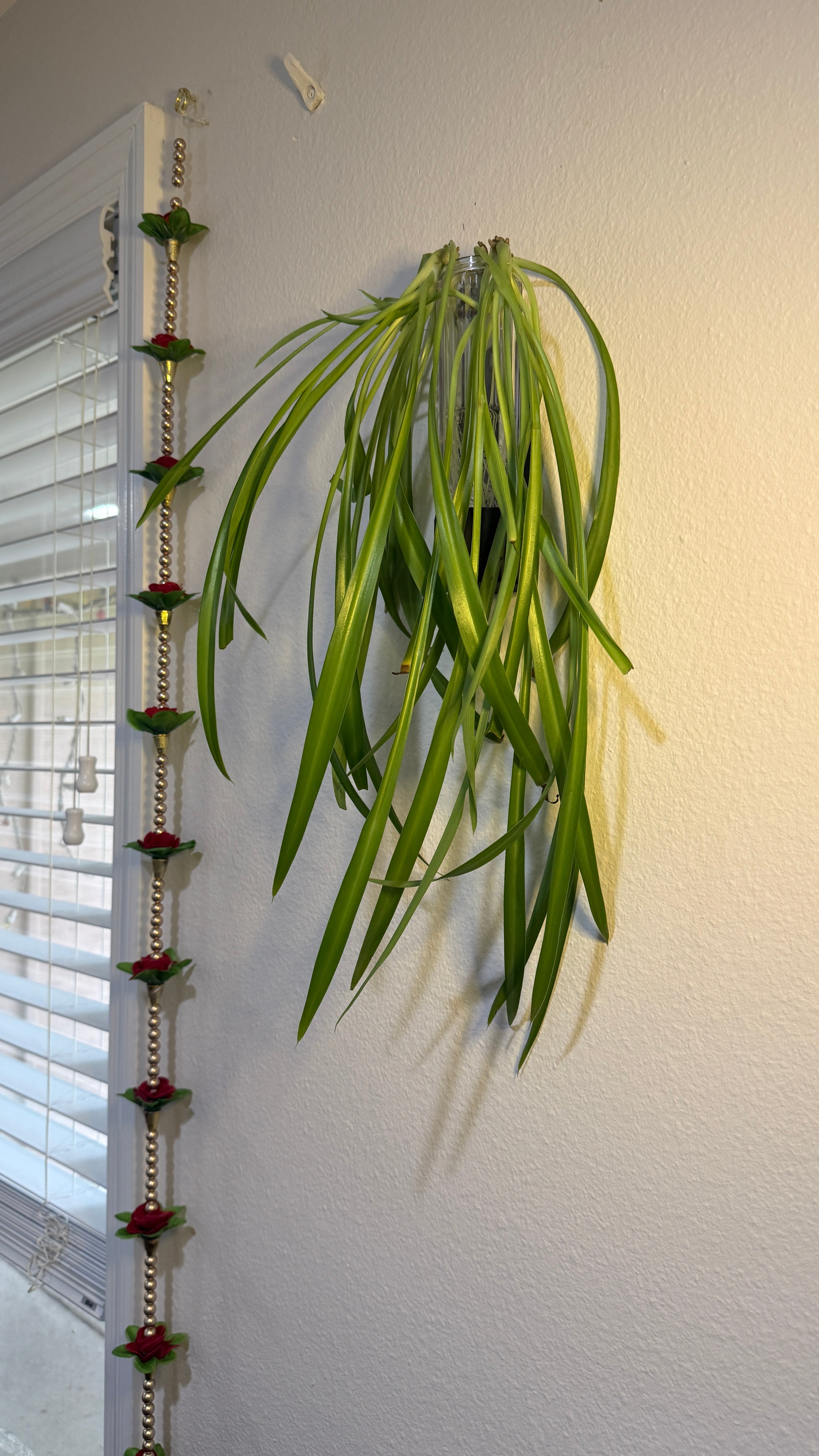 Plant Wall hanger